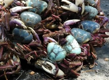 Decreto proíbe caça e venda de caranguejo-açu na Bahia e em outros 9 estados